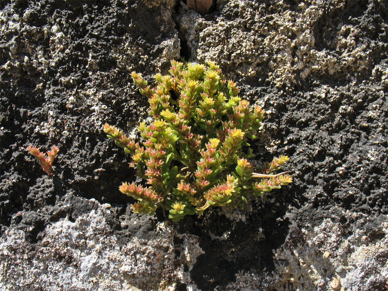 Изображение особи Sedum litoreum.