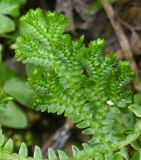 genus Selaginella