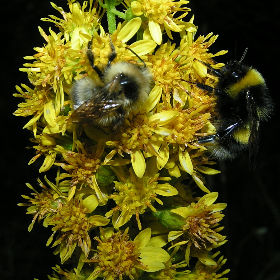 Image of Solidago virgaurea ssp. dahurica specimen.