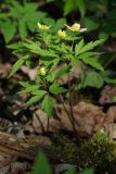 Anemone × lipsiensis. Цветущее растение. Санкт-Петербург, Пушкинский р-н, парк \"Александрова дача\", смешанный лес, повышение рельефа между двумя оврагами. 14.05.2021.