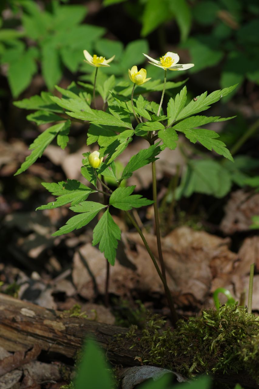 Изображение особи Anemone &times; lipsiensis.