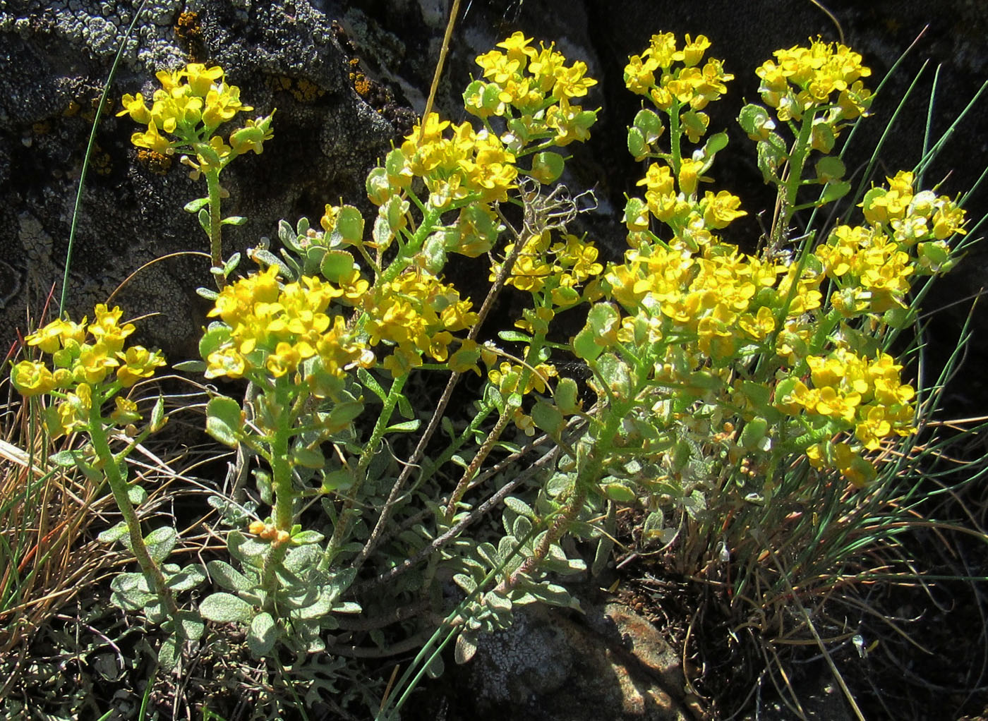 Image of Odontarrhena tortuosa specimen.