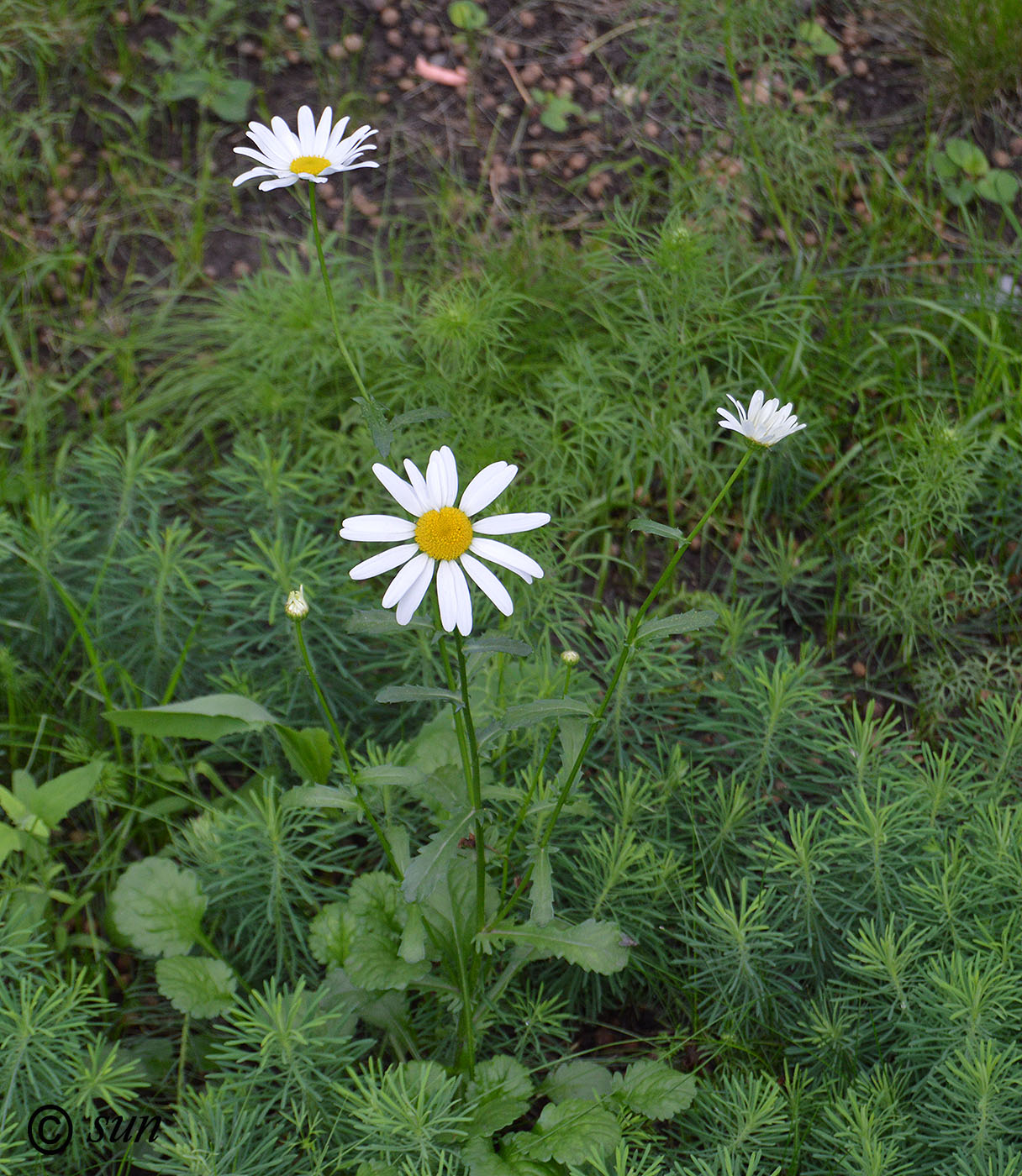 Image of Leucanthemum vulgare specimen.