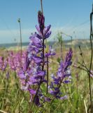 Polygala major