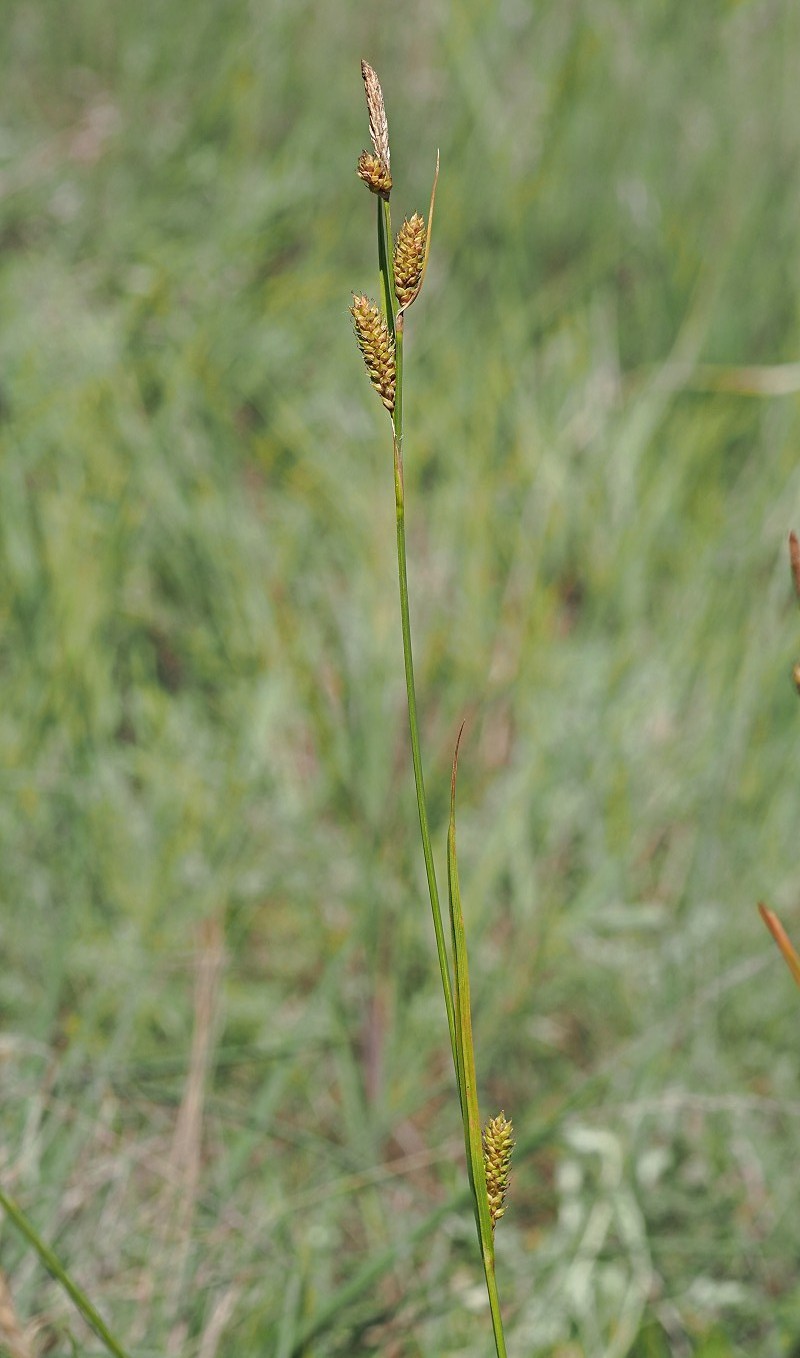 Изображение особи Carex diluta.