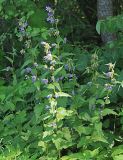 Campanula trachelium