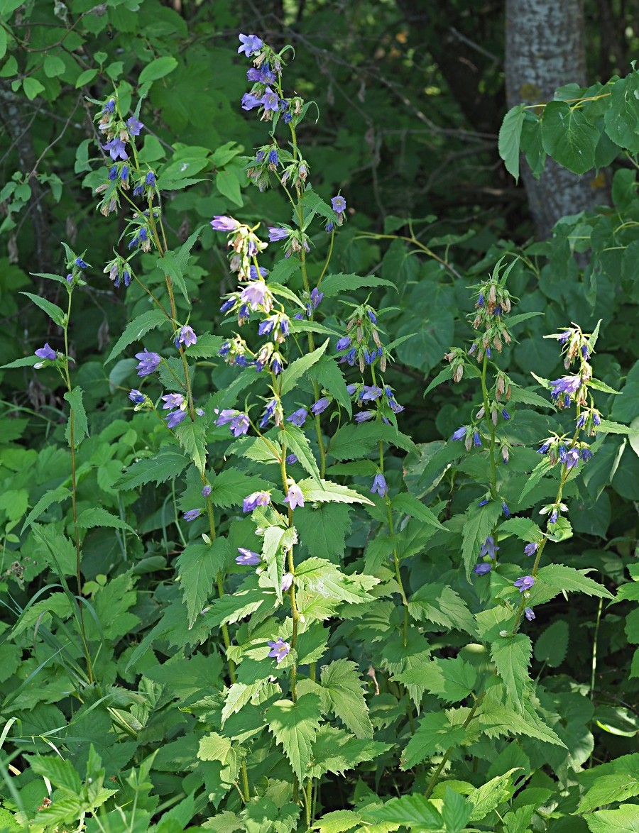 Image of Campanula trachelium specimen.