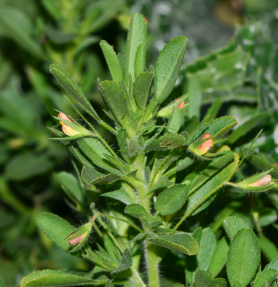 Image of Ononis viscosa specimen.