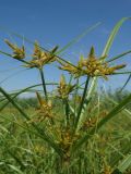 род Cyperus