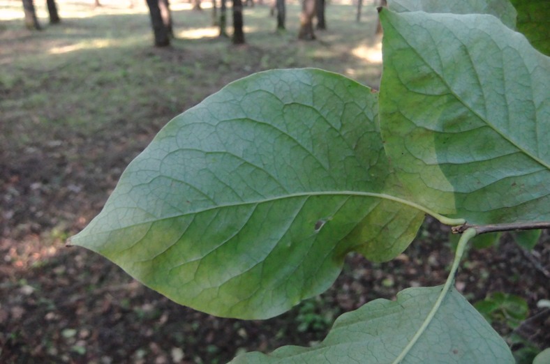Image of Syringa amurensis specimen.