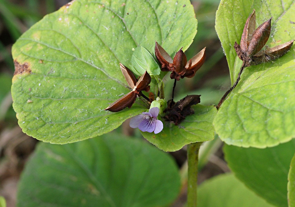 Image of Viola mirabilis specimen.