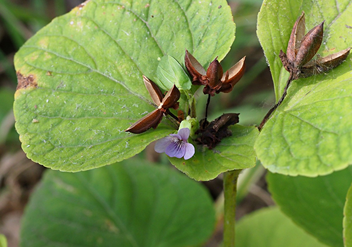 Изображение особи Viola mirabilis.