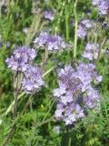 Phacelia tanacetifolia