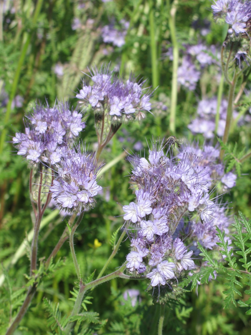 Изображение особи Phacelia tanacetifolia.