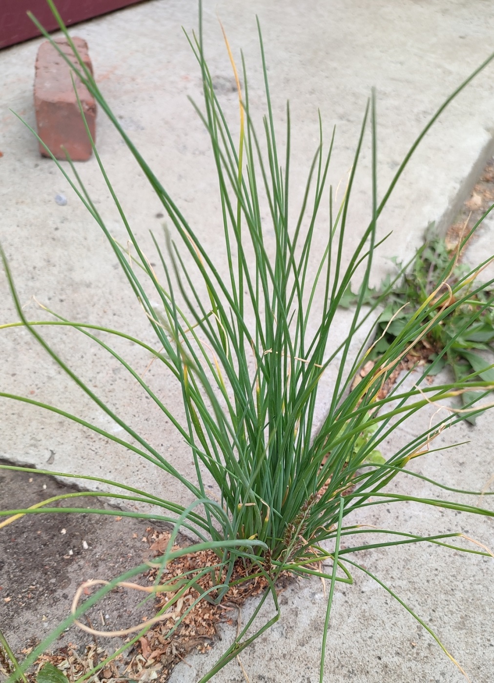 Image of Allium schoenoprasum specimen.