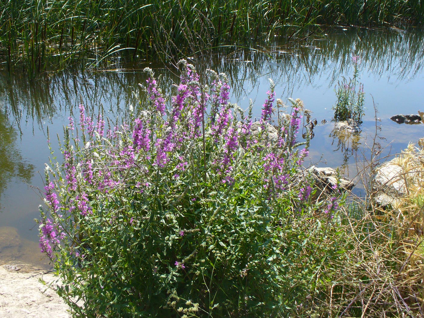 Image of Lythrum salicaria specimen.