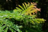 Gleditsia triacanthos. Листья. Краснодарский край, Лазаревский р-н, мкр-н Дагомыс, гора Успенка, 130 м н.у.м., опушка. 21.07.2021.