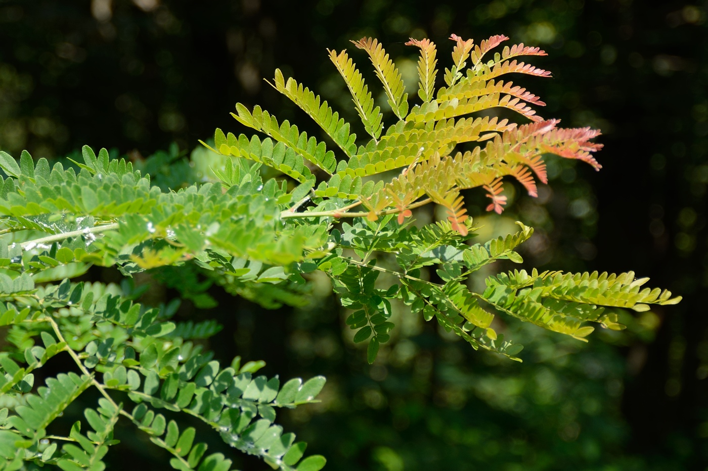 Image of Gleditsia triacanthos specimen.