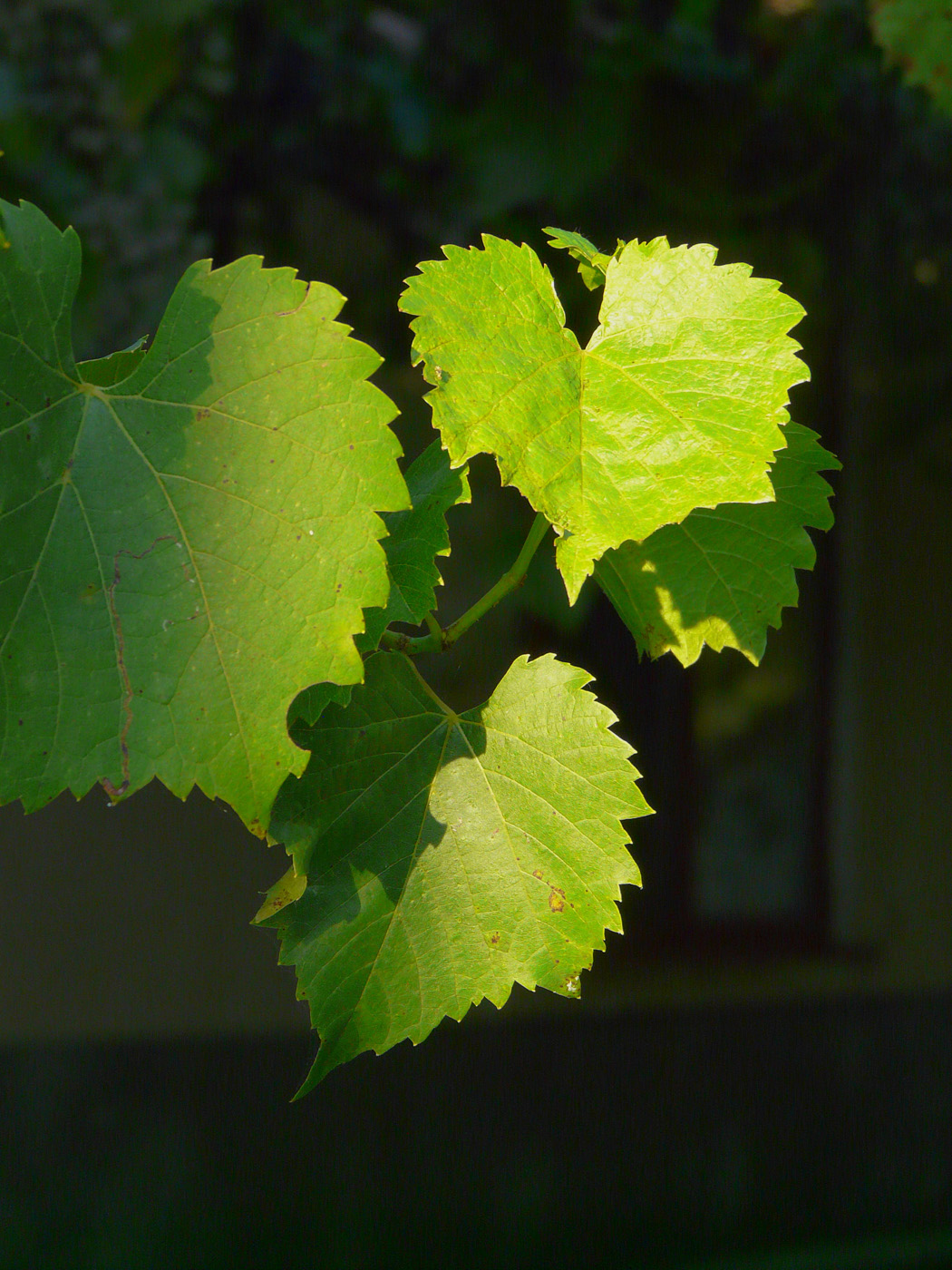 Image of Vitis &times; bacoi specimen.