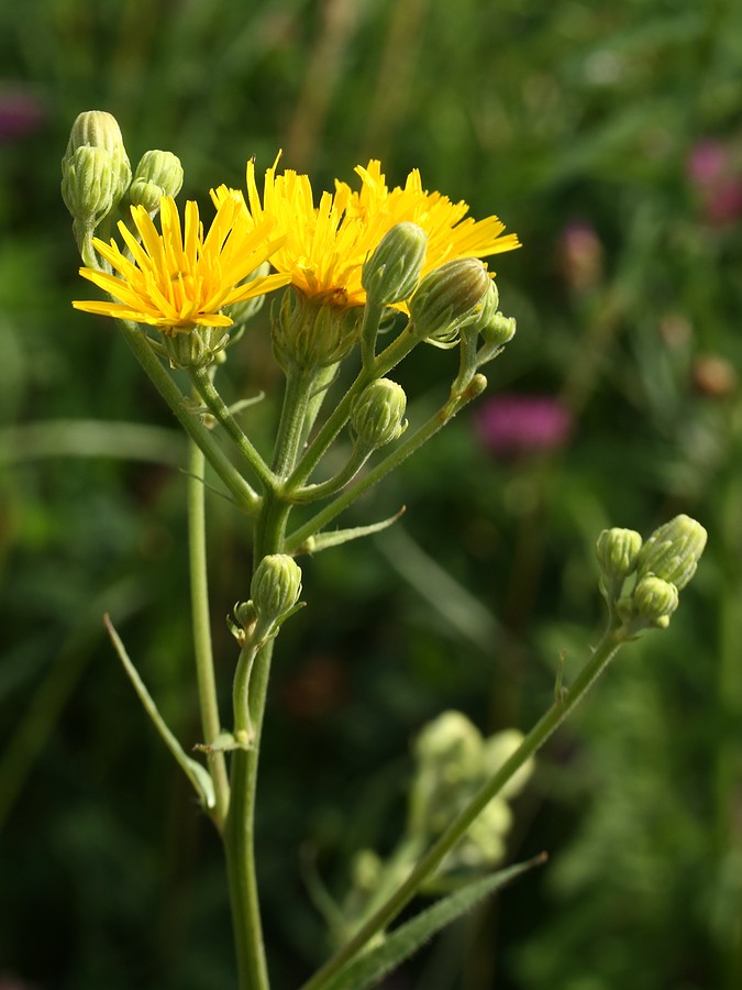 Изображение особи Picris hieracioides.