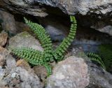 Asplenium trichomanes ssp. inexpectans