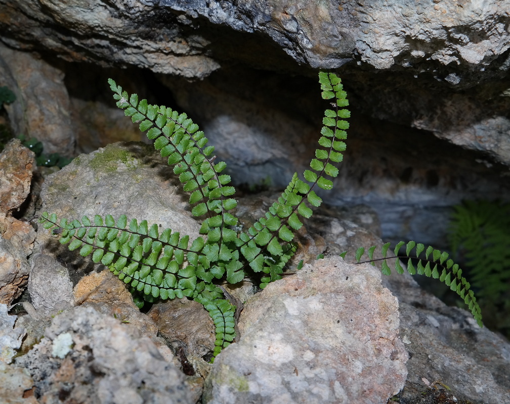 Image of Asplenium trichomanes ssp. inexpectans specimen.