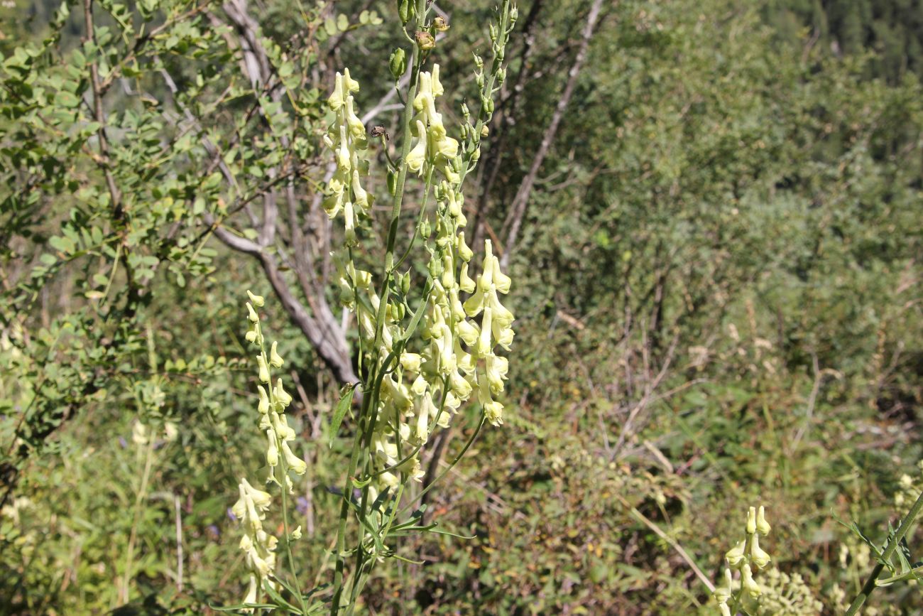 Изображение особи Aconitum barbatum.