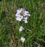 Cardamine pratensis