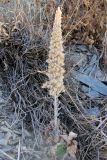 Rosularia subspicata