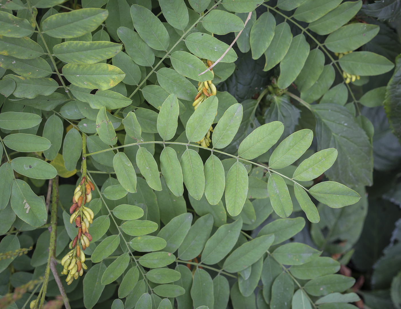 Изображение особи Amorpha fruticosa.