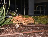 Sedum adolphi