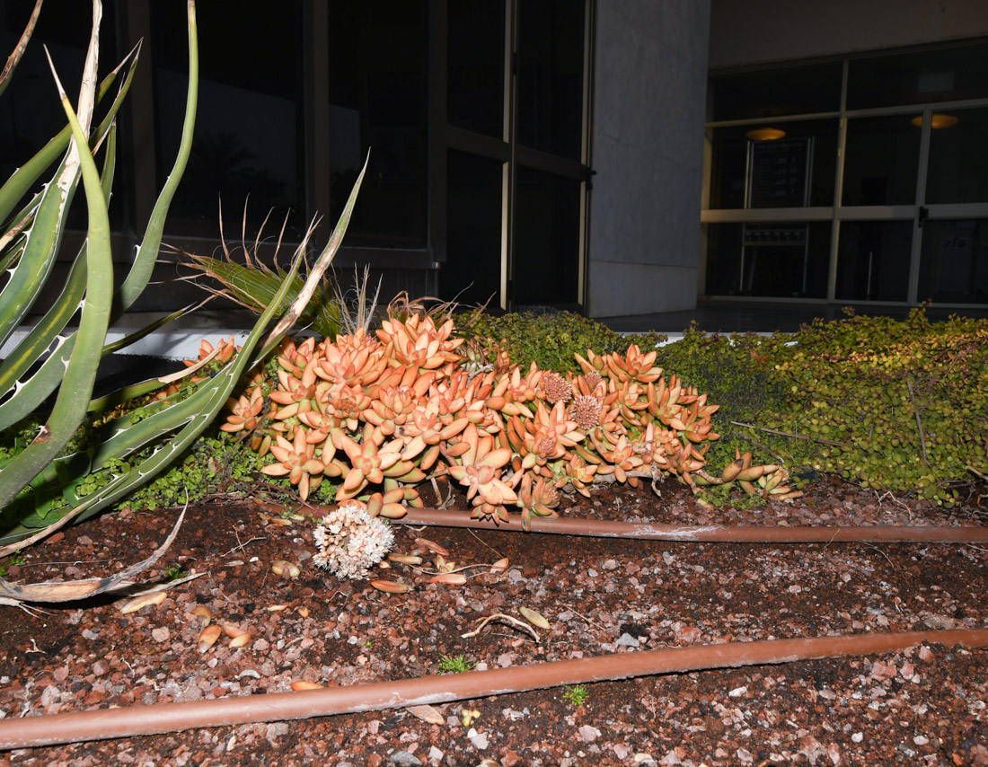 Image of Sedum adolphii specimen.