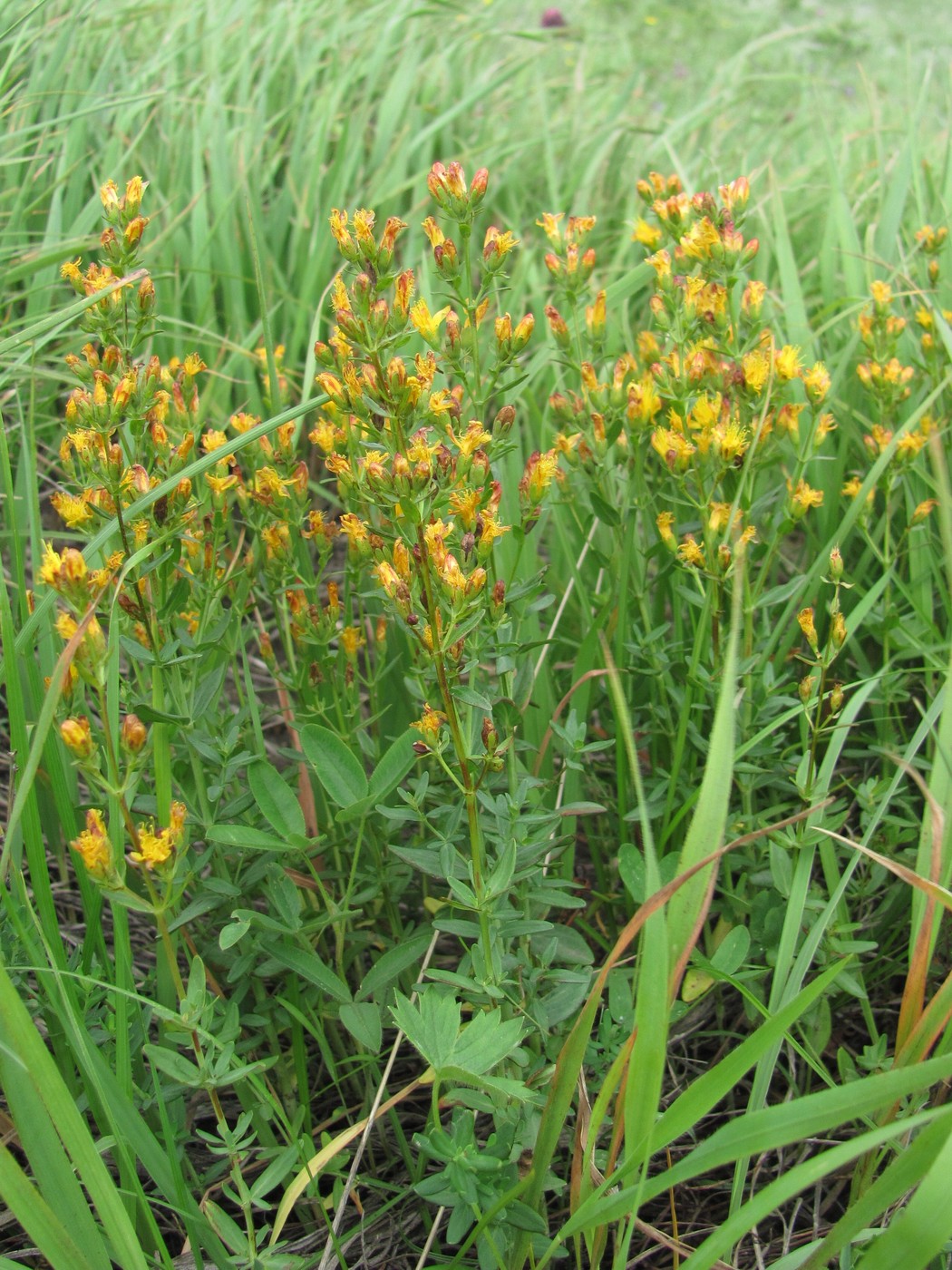 Image of Hypericum bithynicum specimen.