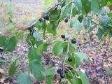Rhamnus cathartica. Часть ветви с зрелыми плодами. Новосибирская обл., Карасукский р-н, окр. с. Благодатное, колок. 01.10.2021.