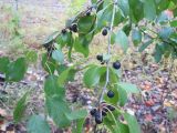 Rhamnus cathartica