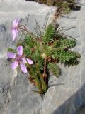 Erodium cicutarium. Цветущее растение. Узбекистан, хр. Нуратау, Нуратинский заповедник, ур. Хаятсай, на скалах, около 1100 м н.у.м. 24.03.2009.