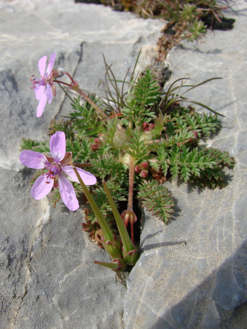 Изображение особи Erodium cicutarium.