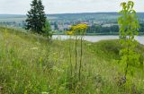 Senecio jacobaea. Цветущее растение в сообществе с Agrimonia eupatoria, Origanum vulgare, Pimpinella и Acer negundo (справа). Пермский край, пос. Юго-Камский, окр. Юго-Камского пруда, склон холма, разнотравно-злаковый луг. 28 июня 2021 г.