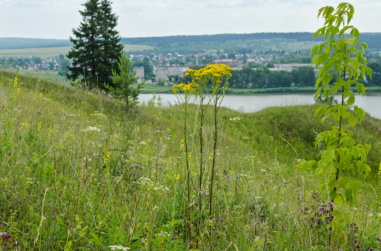 Изображение особи Senecio jacobaea.