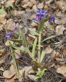 Pulmonaria mollis