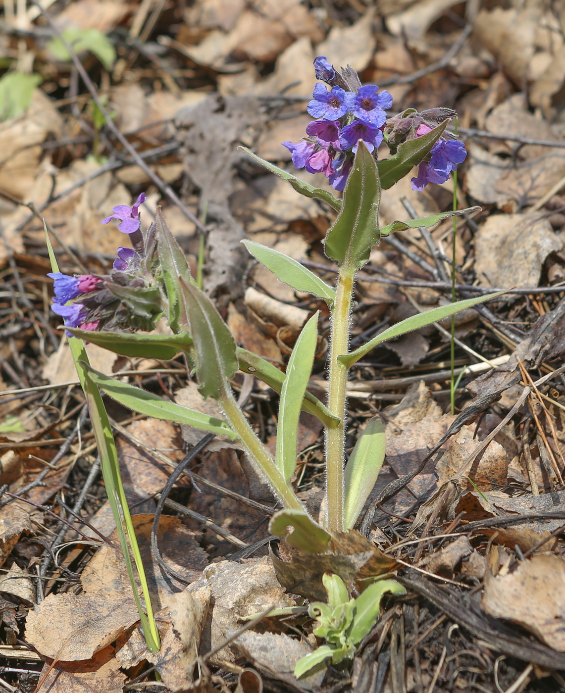 Изображение особи Pulmonaria mollis.