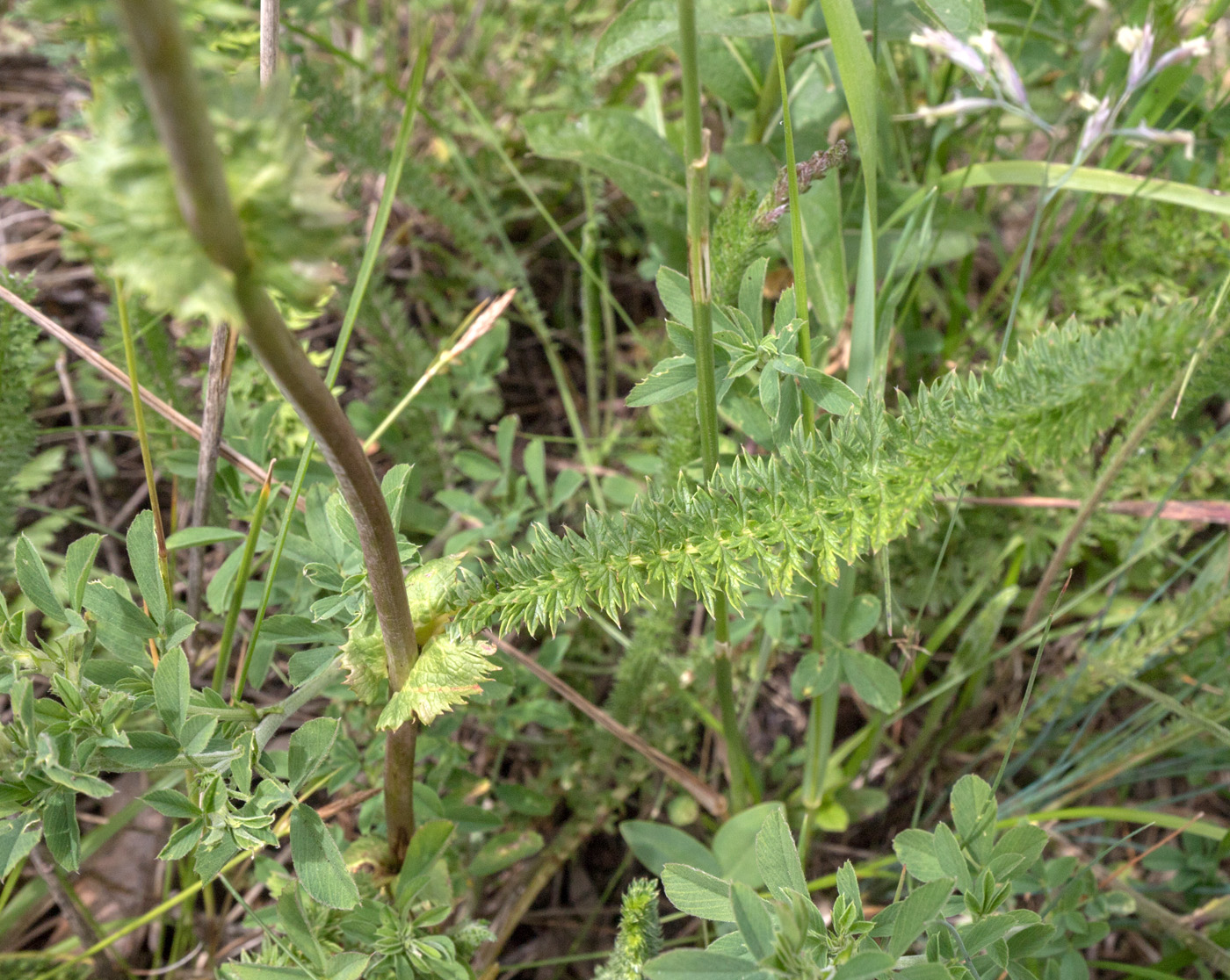 Изображение особи Filipendula vulgaris.