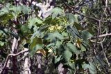 семейство Malvaceae. Ветвь с цветами и листьями. Мадагаскар, провинция Тулеария, регион Ациму-Андрефана, Arboretum d'Antsokay, 04.12.2019.