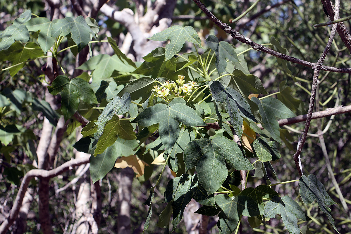 Изображение особи семейство Malvaceae.