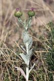 Onopordum acanthium. Цветущее растение. Южный Казахстан, нижний Боролдай, 2 км выше пос. Коктюбе. 23.06.2010.