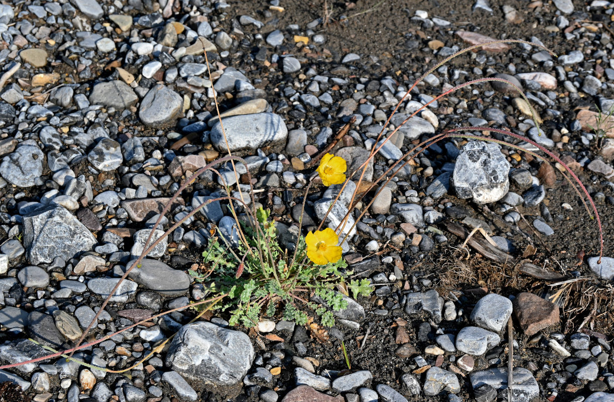 Изображение особи Glaucium squamigerum.