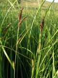 Carex acutiformis