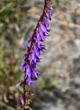 Campanula rapunculoides