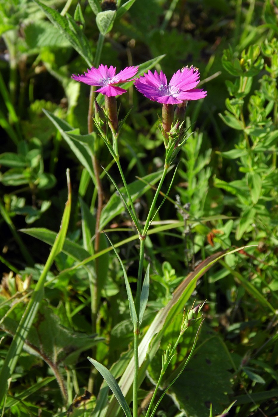 Image of Dianthus caucaseus specimen.