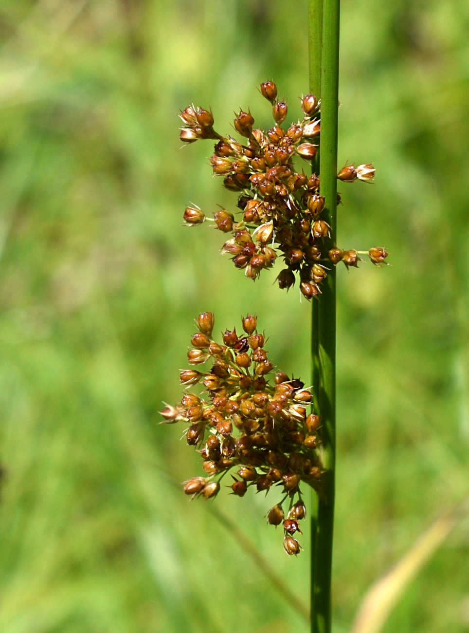 Image of Juncus effusus specimen.